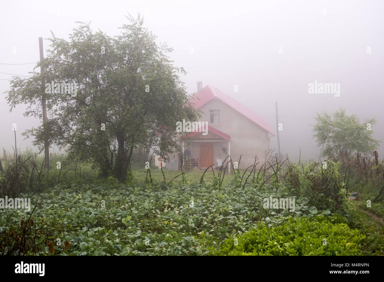 Village house with garden in Black Sea valley, Turkey Stock Photo