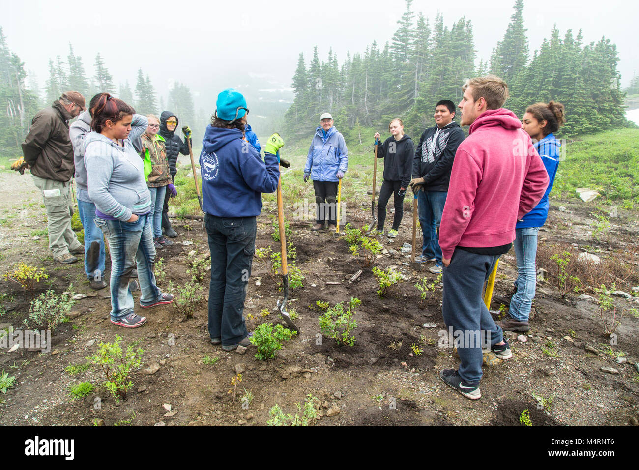 Volunteer Group Planting at Logan Pass . Stock Photo
