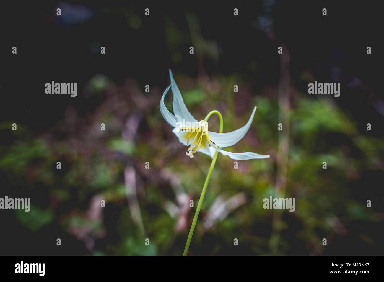 White Glacier Lily..White Glacier Lily. Stock Photo