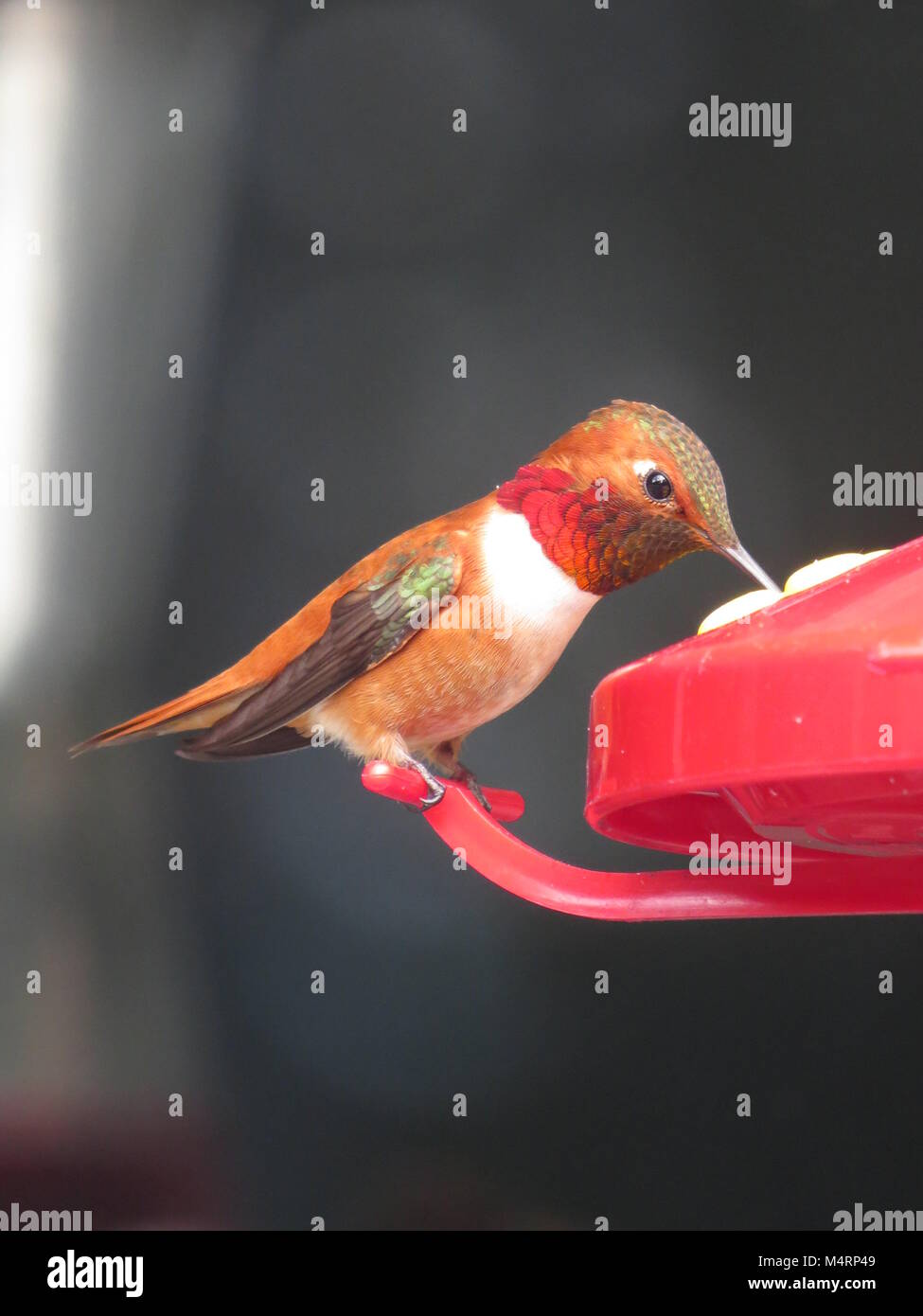 Stunning Rufous hummingbird on feeder, Denman Island, BC, Canada Stock