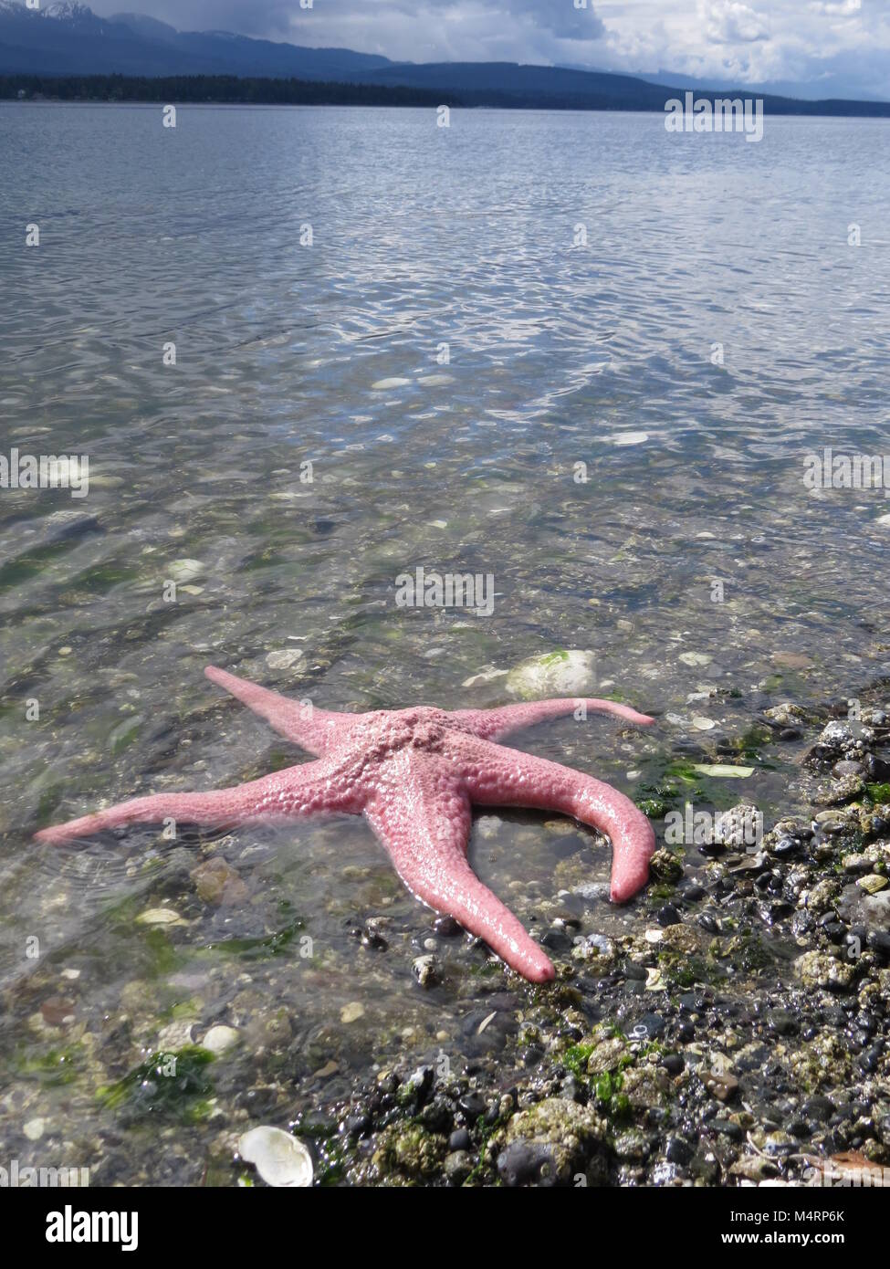 starfish 1 low on feet