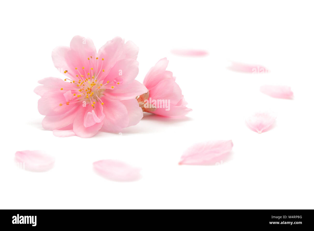 Japanese peach flower isolated on white background Stock Photo Alamy