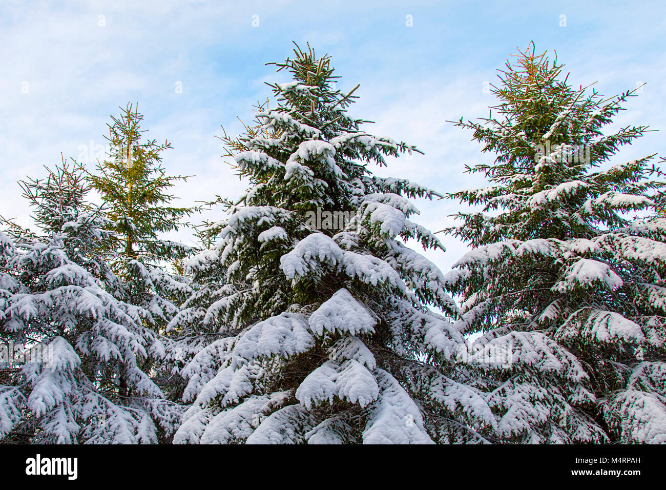 Fir trees hi-res stock photography and images - Alamy