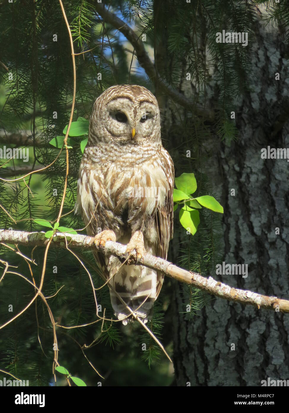 Barred owl sitting in hi-res stock photography and images - Alamy
