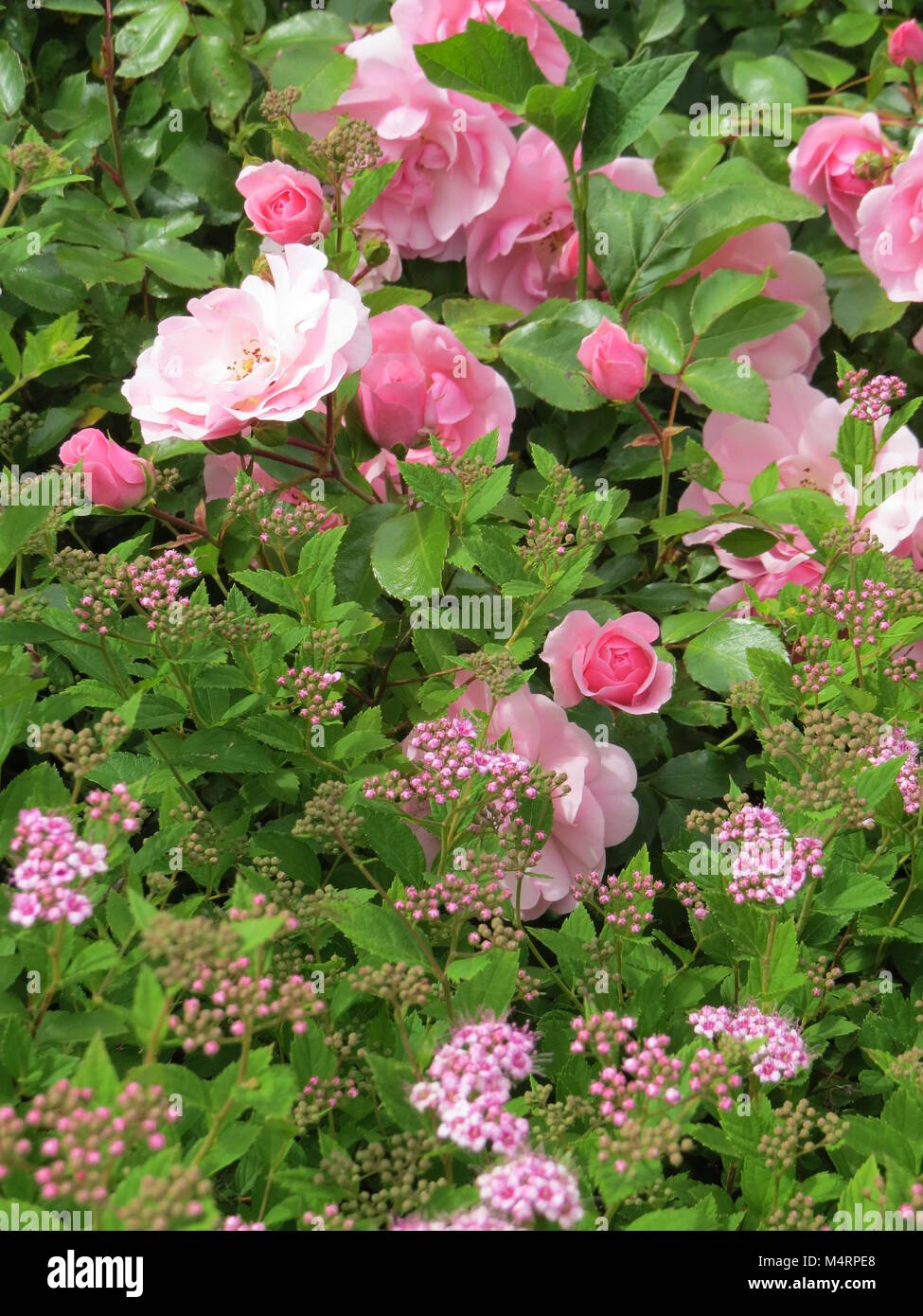 Roses ground cover hires stock photography and images Alamy