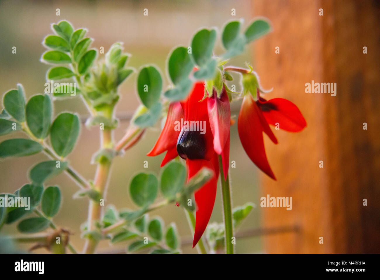 Potted Sturt's Desert Pea: Floral emblem of South Australia Stock Photo