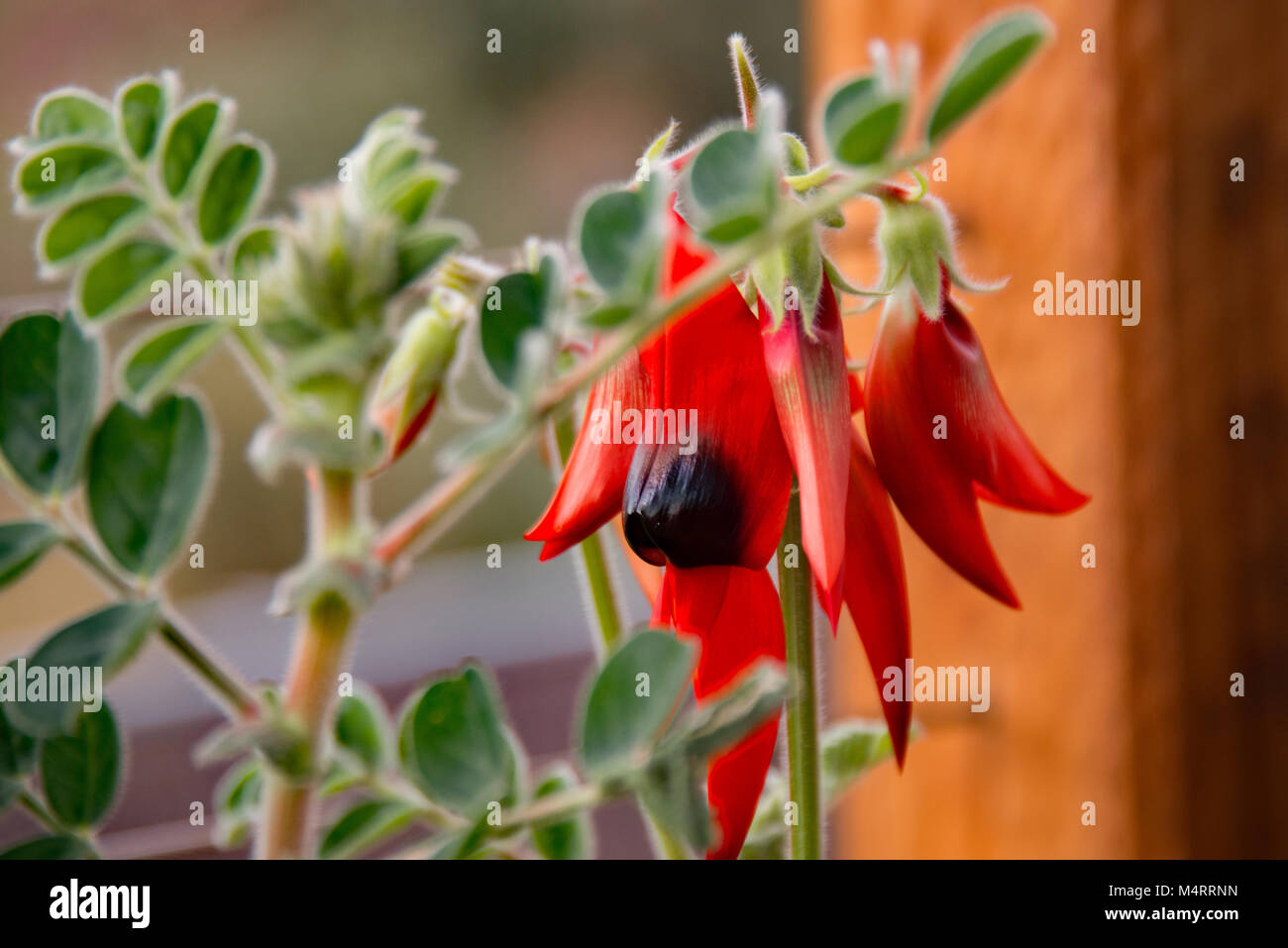 Potted Sturt's Desert Pea: Floral emblem of South Australia Stock Photo