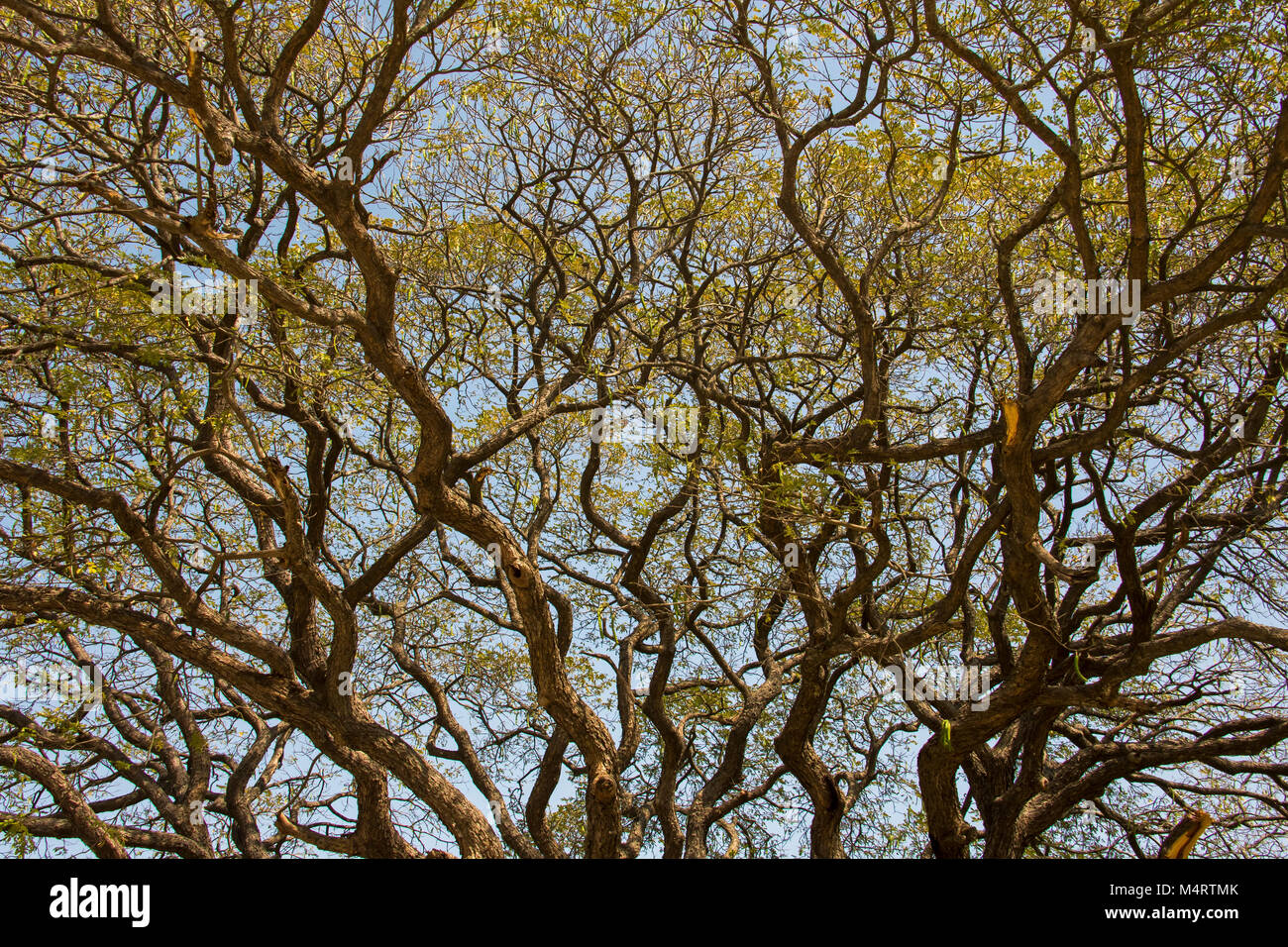 A view of the branches of tree with a background of the sky Stock Photo