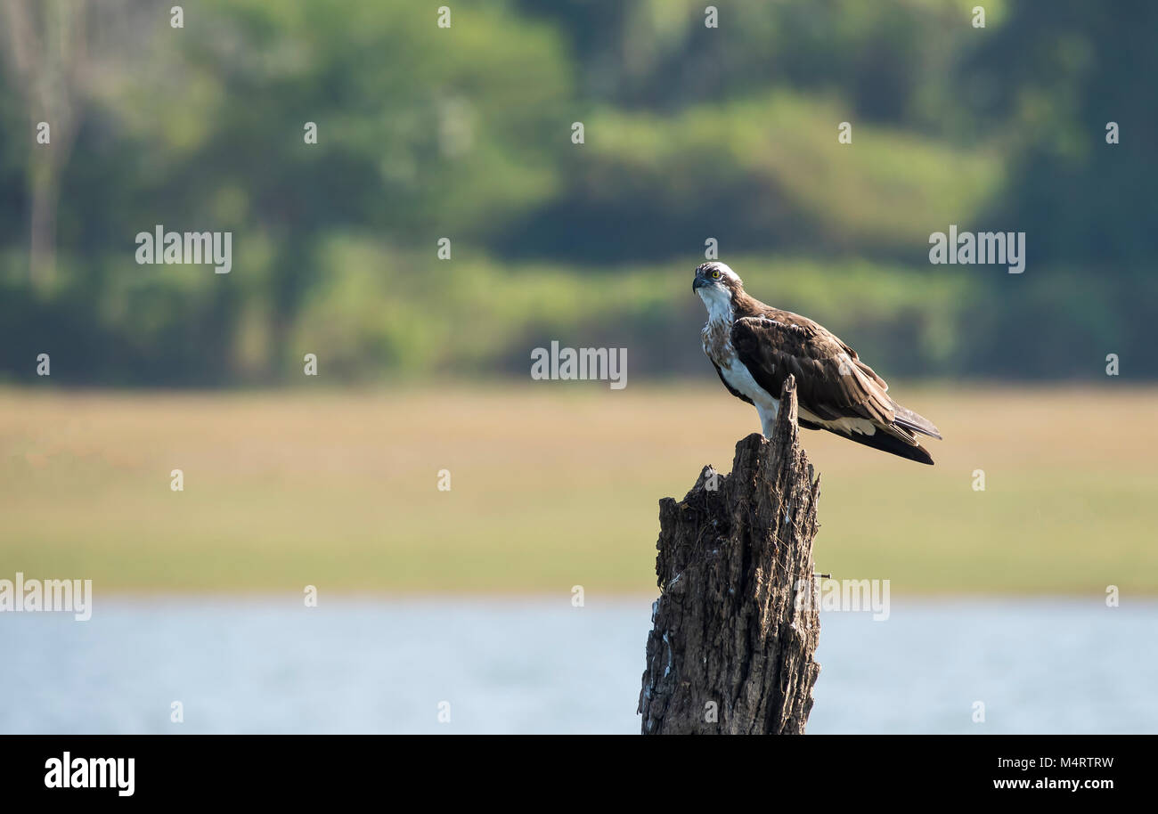 Osprey waters hires stock photography and images Alamy