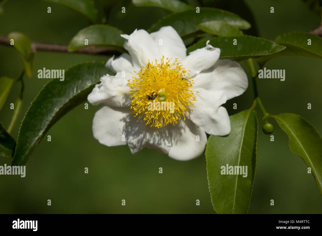 White and Yellow flower  name is Fried Egg Tree or  Oncoba spinosa Forssk. Stock Photo