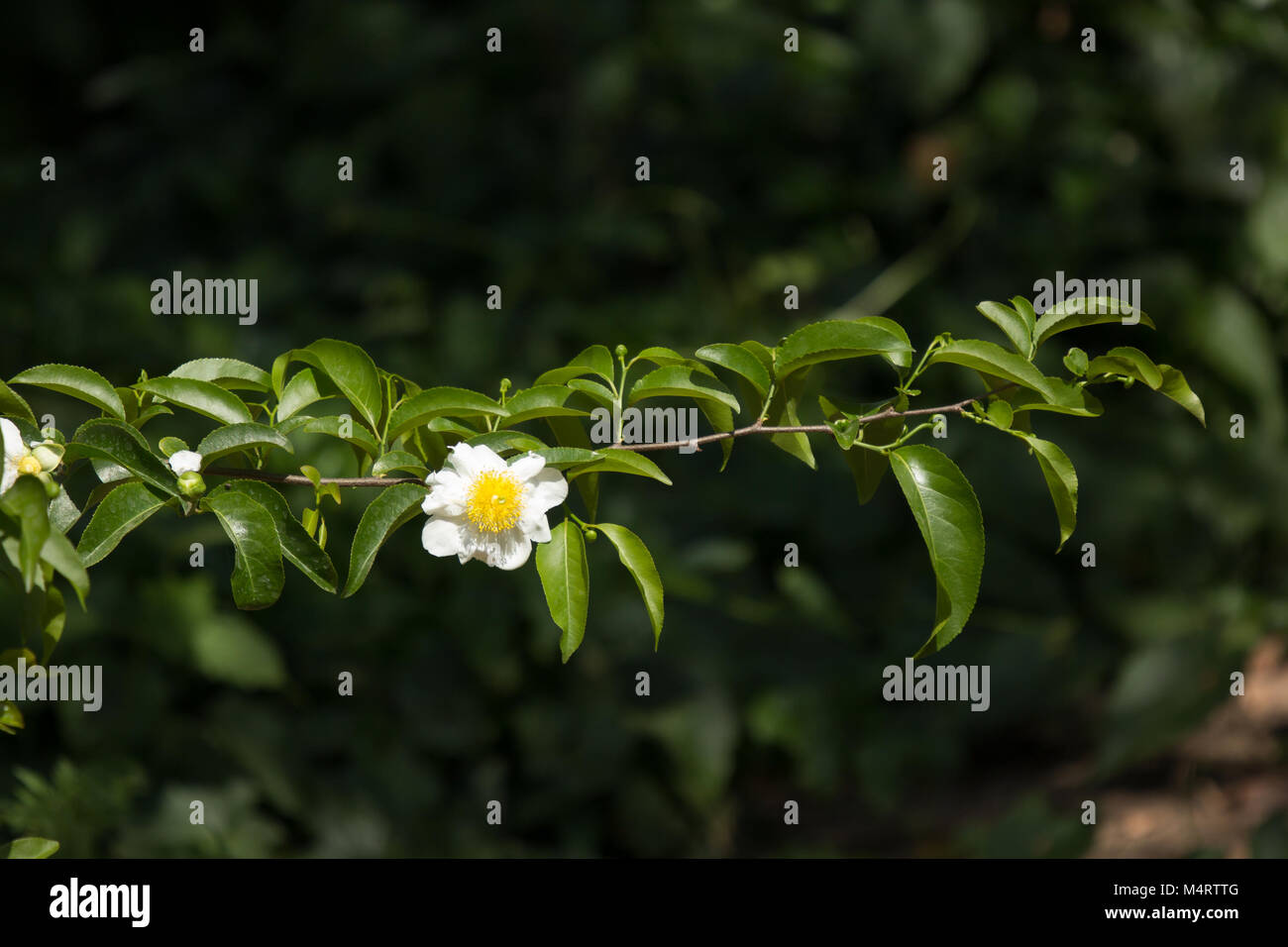 White and Yellow flower  name is Fried Egg Tree or  Oncoba spinosa Forssk. Stock Photo