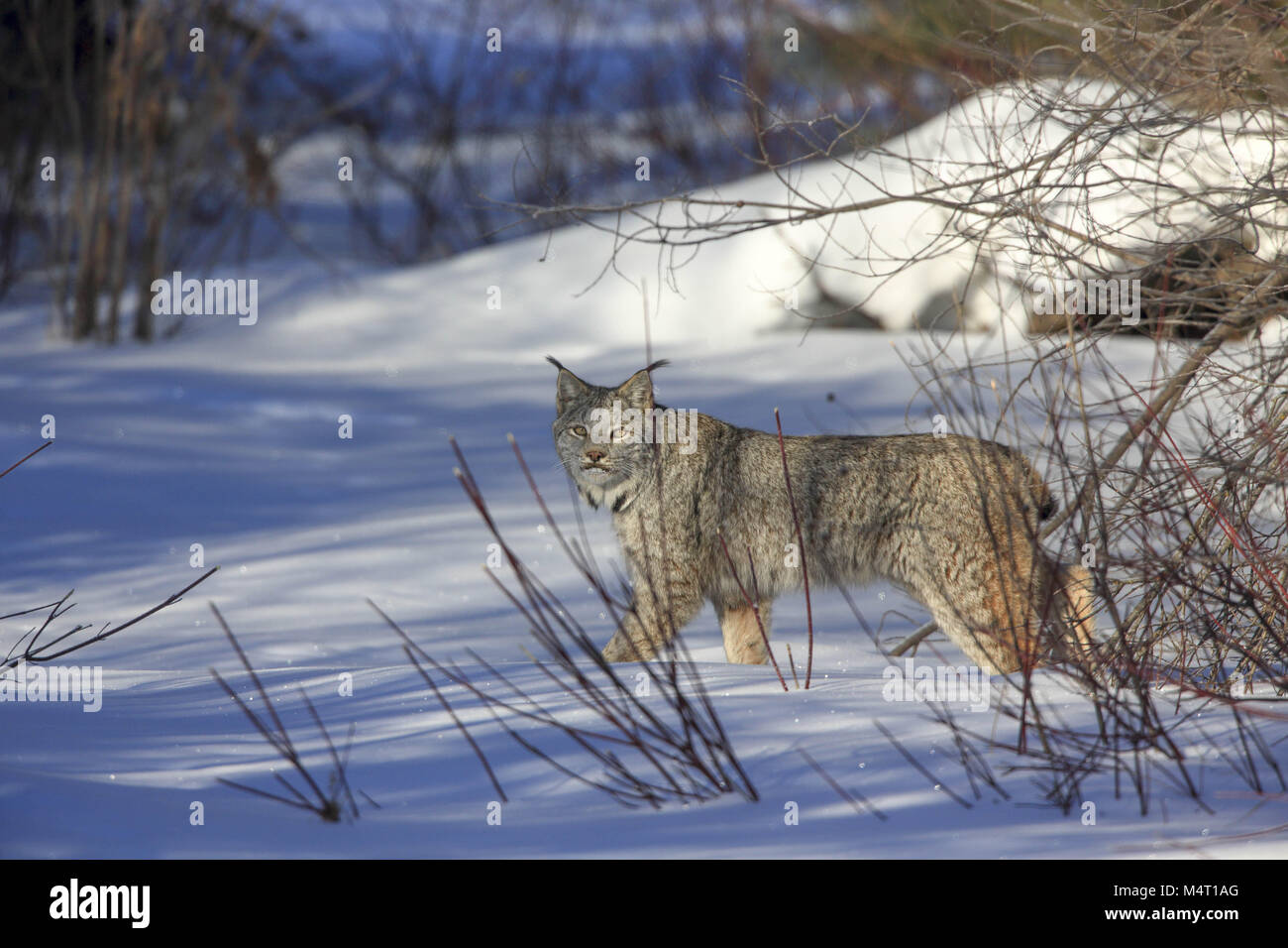 Minnesota, USA. 8th Feb, 2018. An adult Lynx hunts for Snowshoe hares