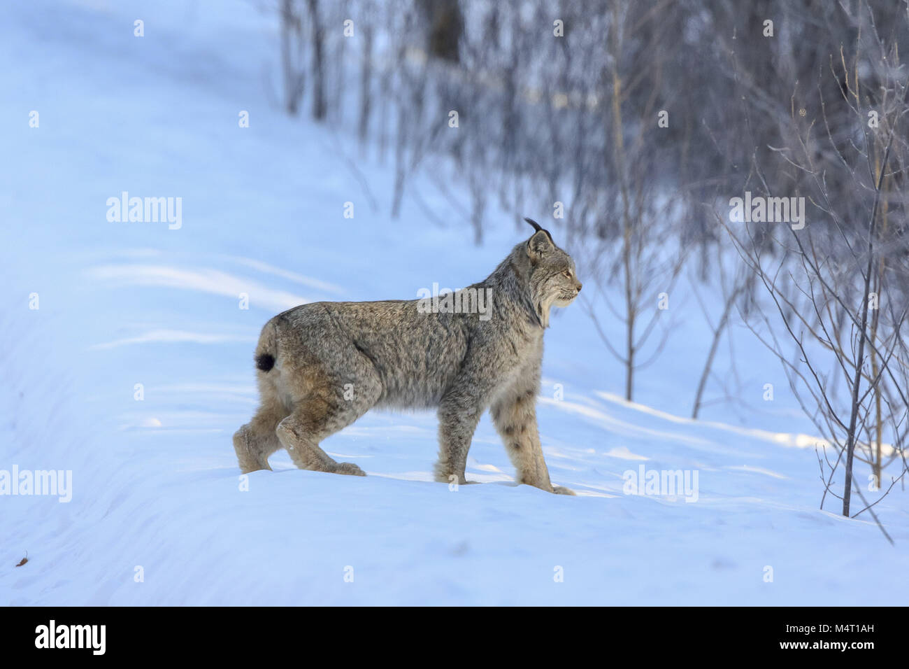 Minnesota, USA. 8th Feb, 2018. An adult Lynx hunts for Snowshoe hares
