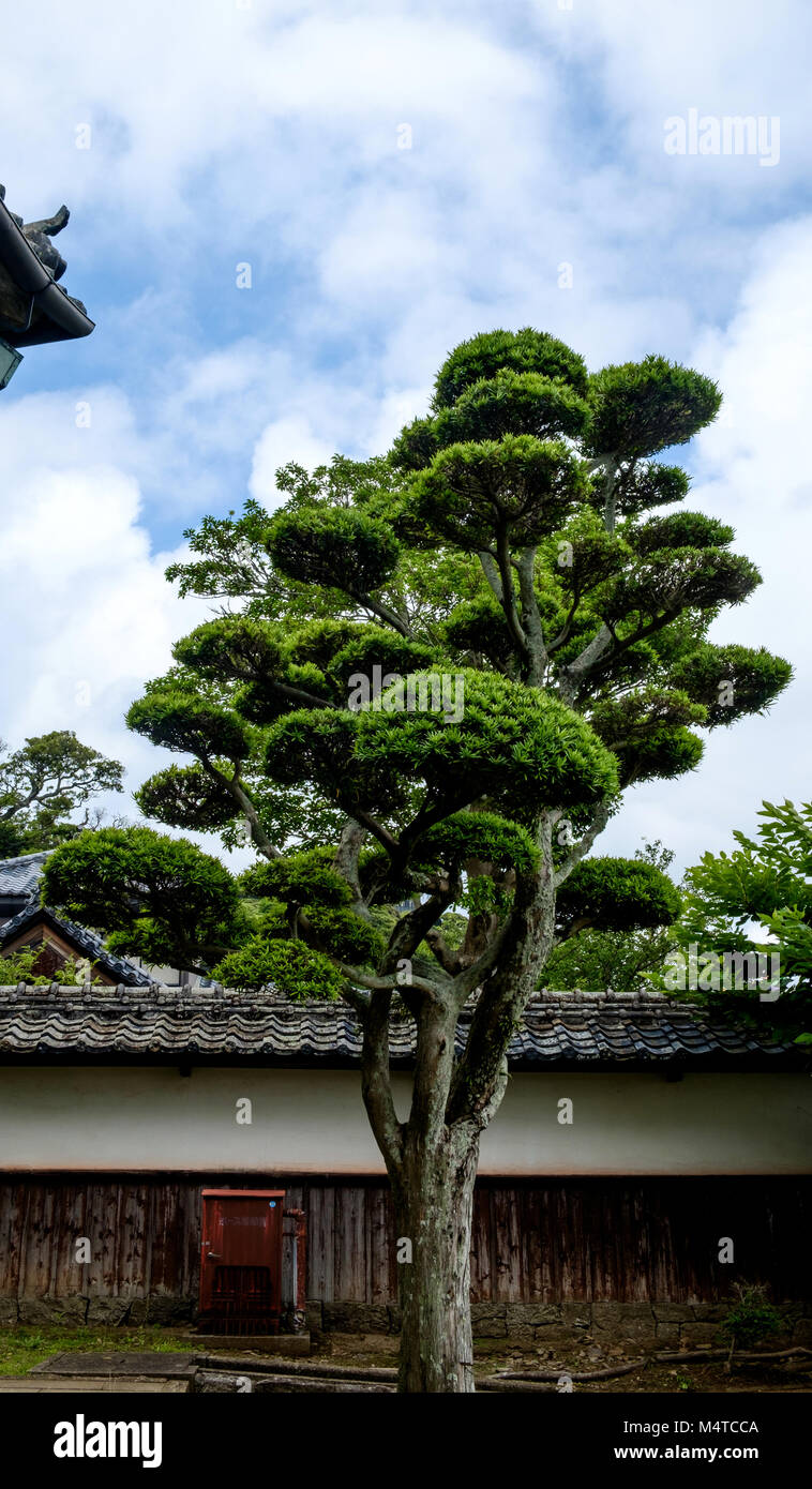 Japanese pruned and sculptured tree. Building in the background