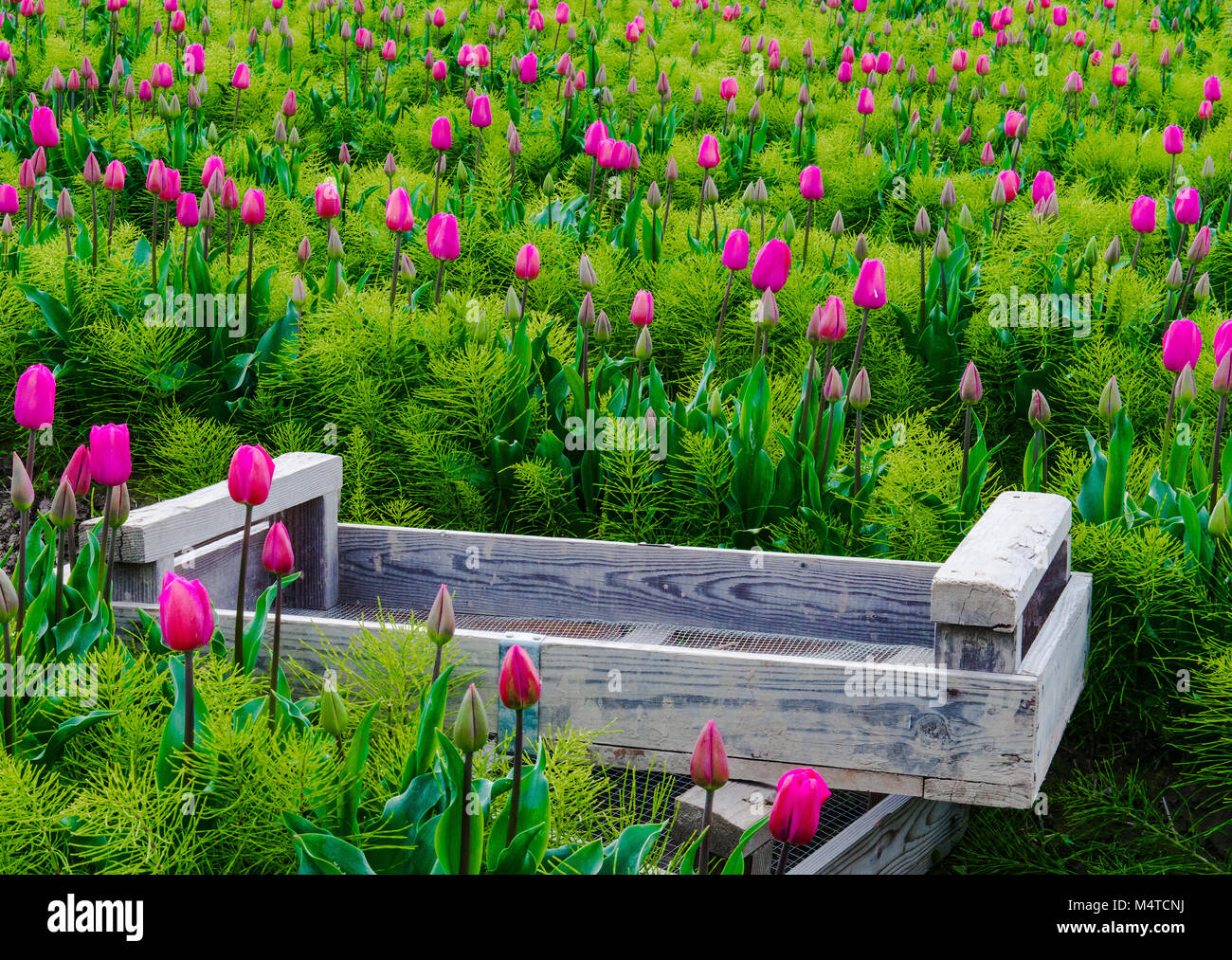 A scene from the 2015 Skagit Valley Tulip Festival Stock Photo Alamy