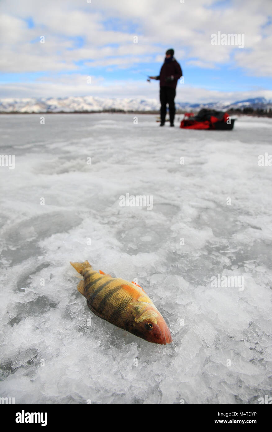 freshly-caught yellow perch lying on lake ice with fisherman in background Stock Photo