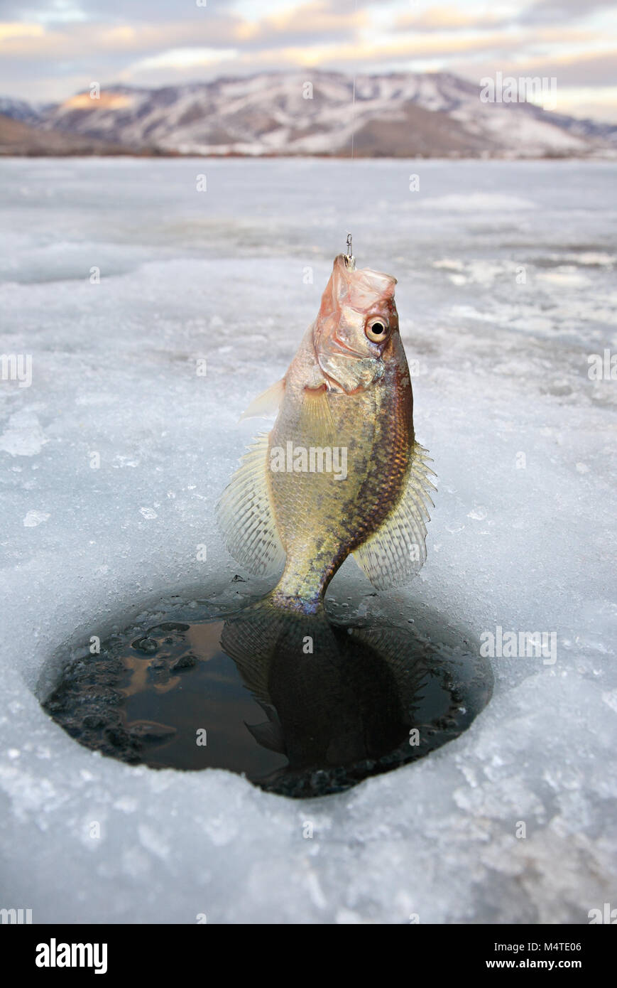 crappie pan fish being pulled out of ice hole in Northern Utah Stock Photo