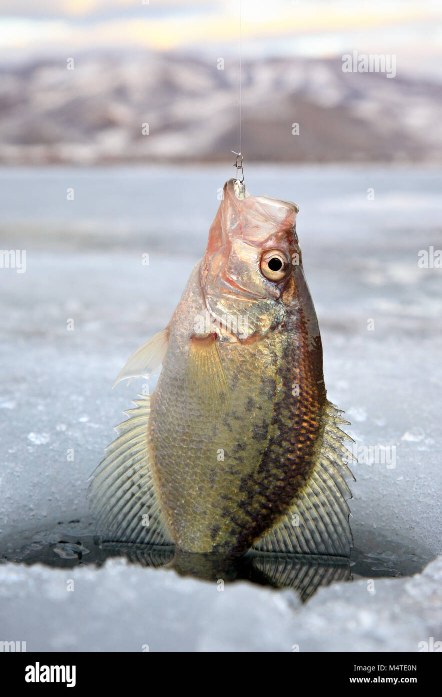 crappie fish being pulled out of ice hole in Northern Utah Stock Photo