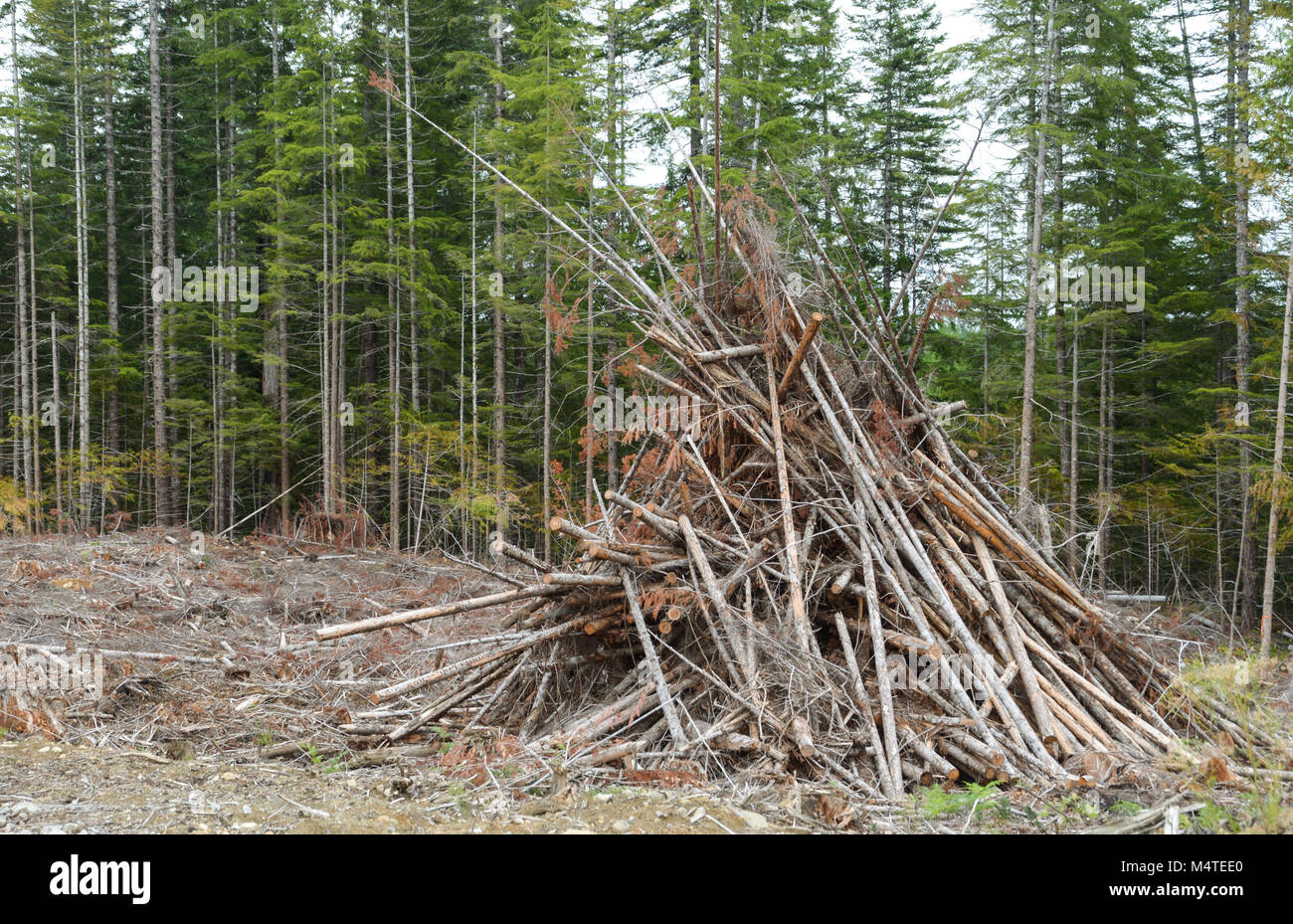 Clean Cut Logging Remains of a clear cutting logging operations in British Columbia Stock ...