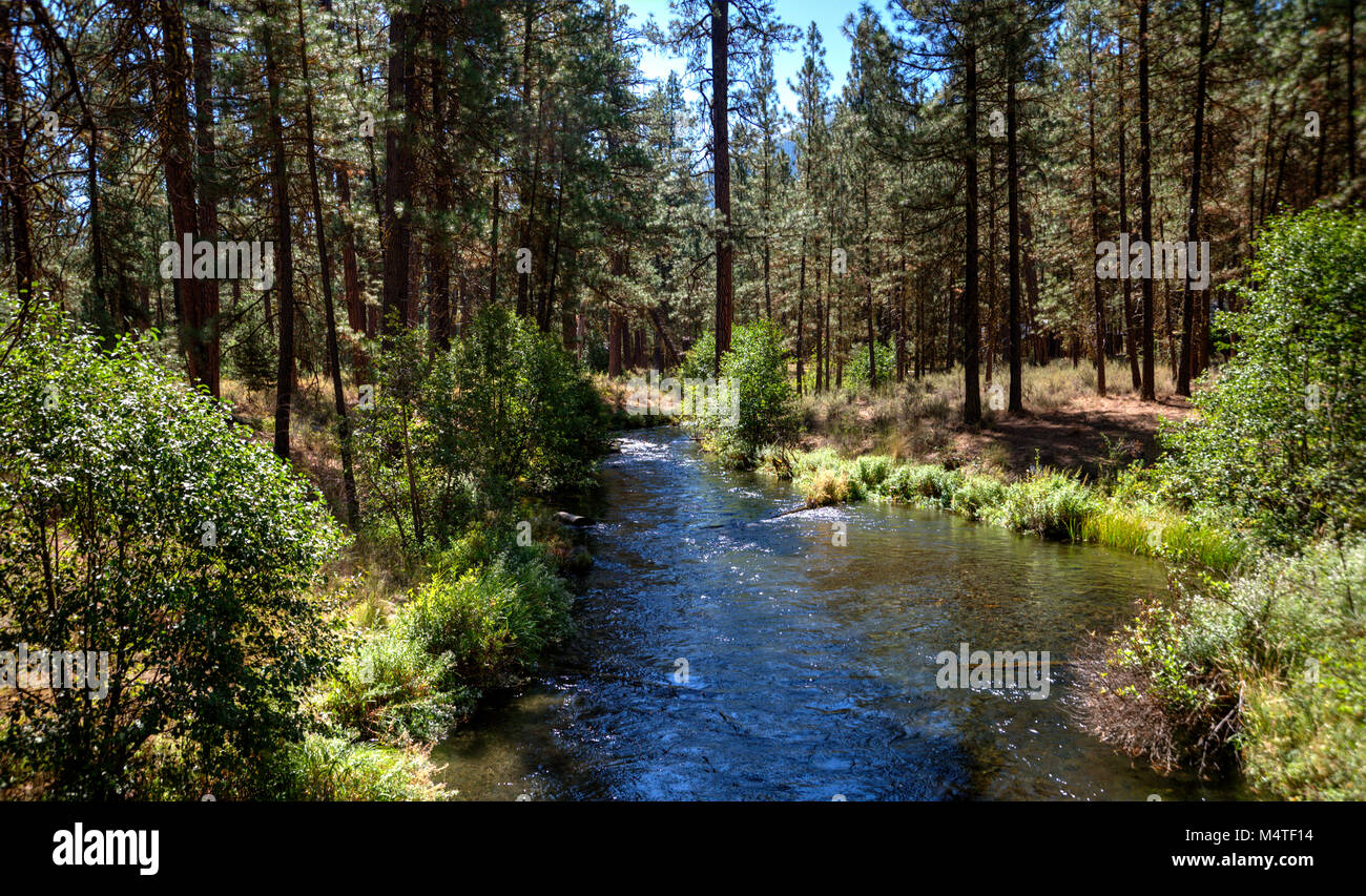Metolius River flowing through a pine forest in central Oregon Stock Photo