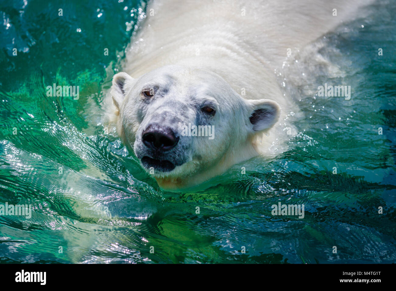 Female Polar bear swimming. Stock Photo
