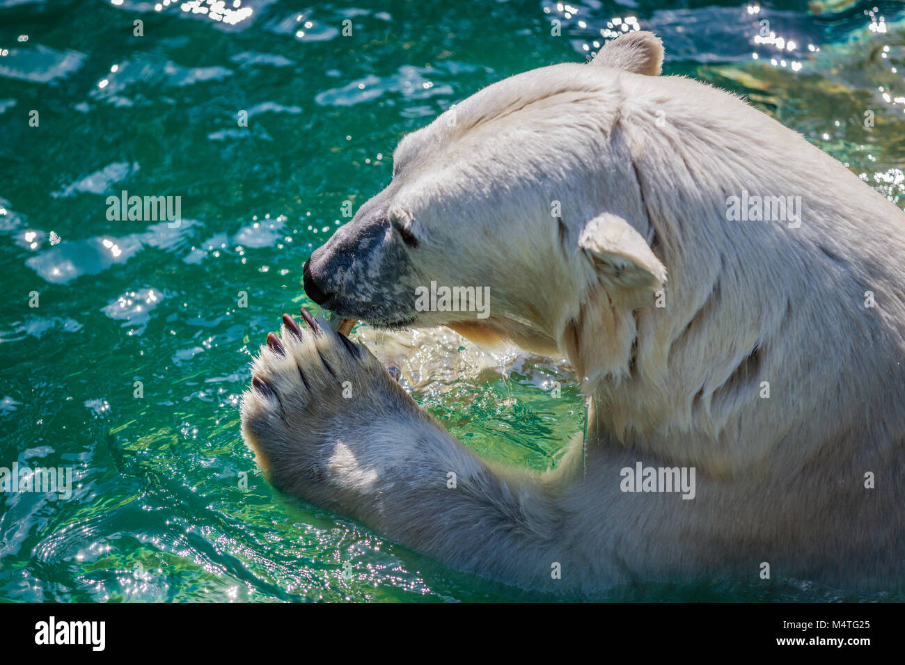 Female Polar bear eating fish in the water. Head shot Stock Photo - Alamy