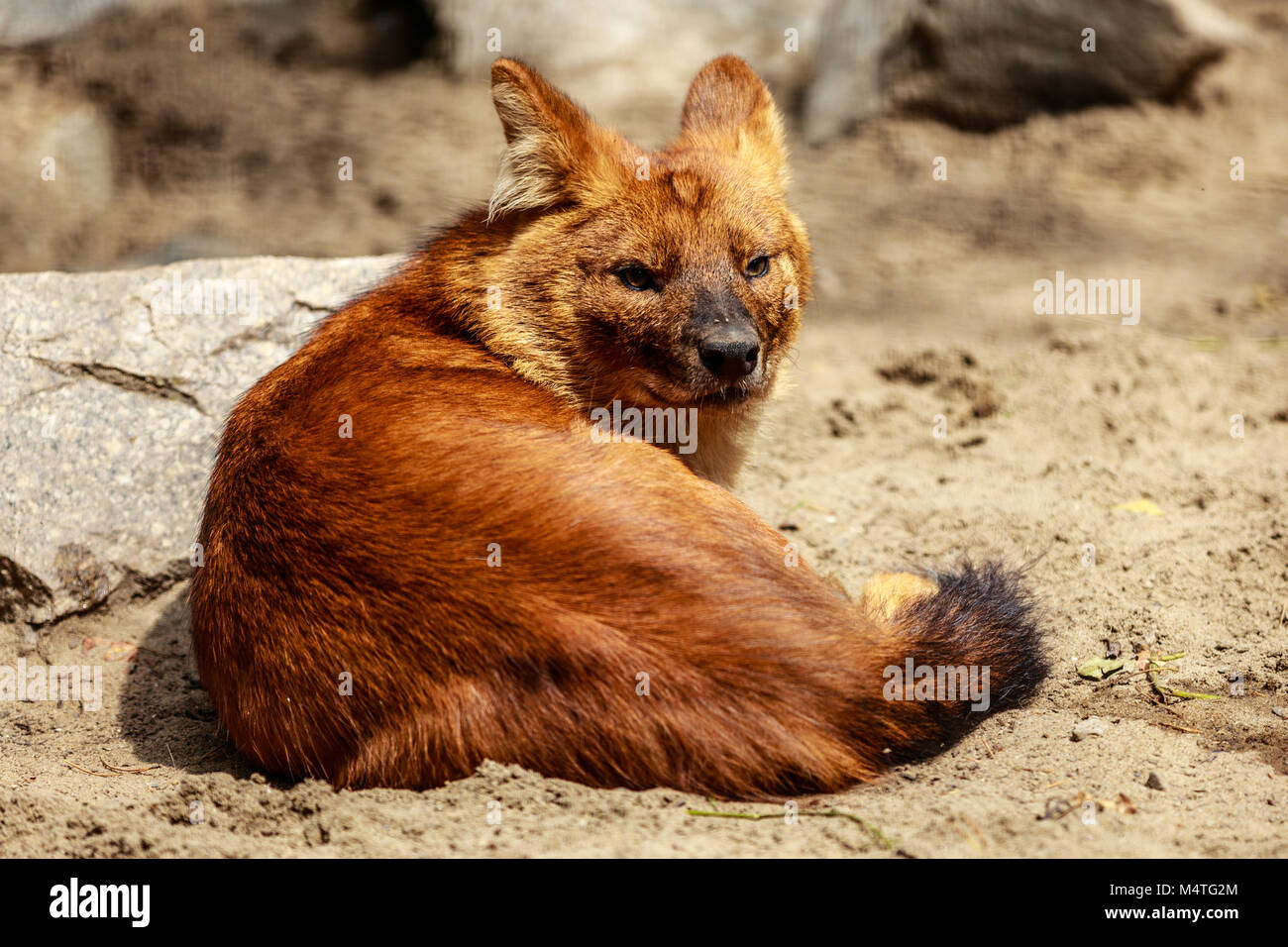 Red wolf laying on sand. Full shot. Stock Photo