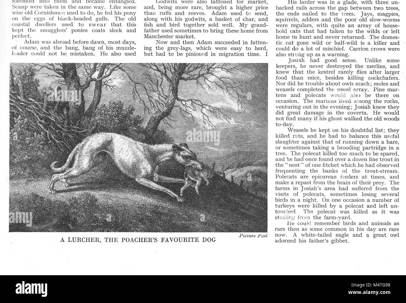 Etching picture drawing in article about Lurcher dog, the poacher's favourite, Country Life magazine UK 1951 Stock Photo
