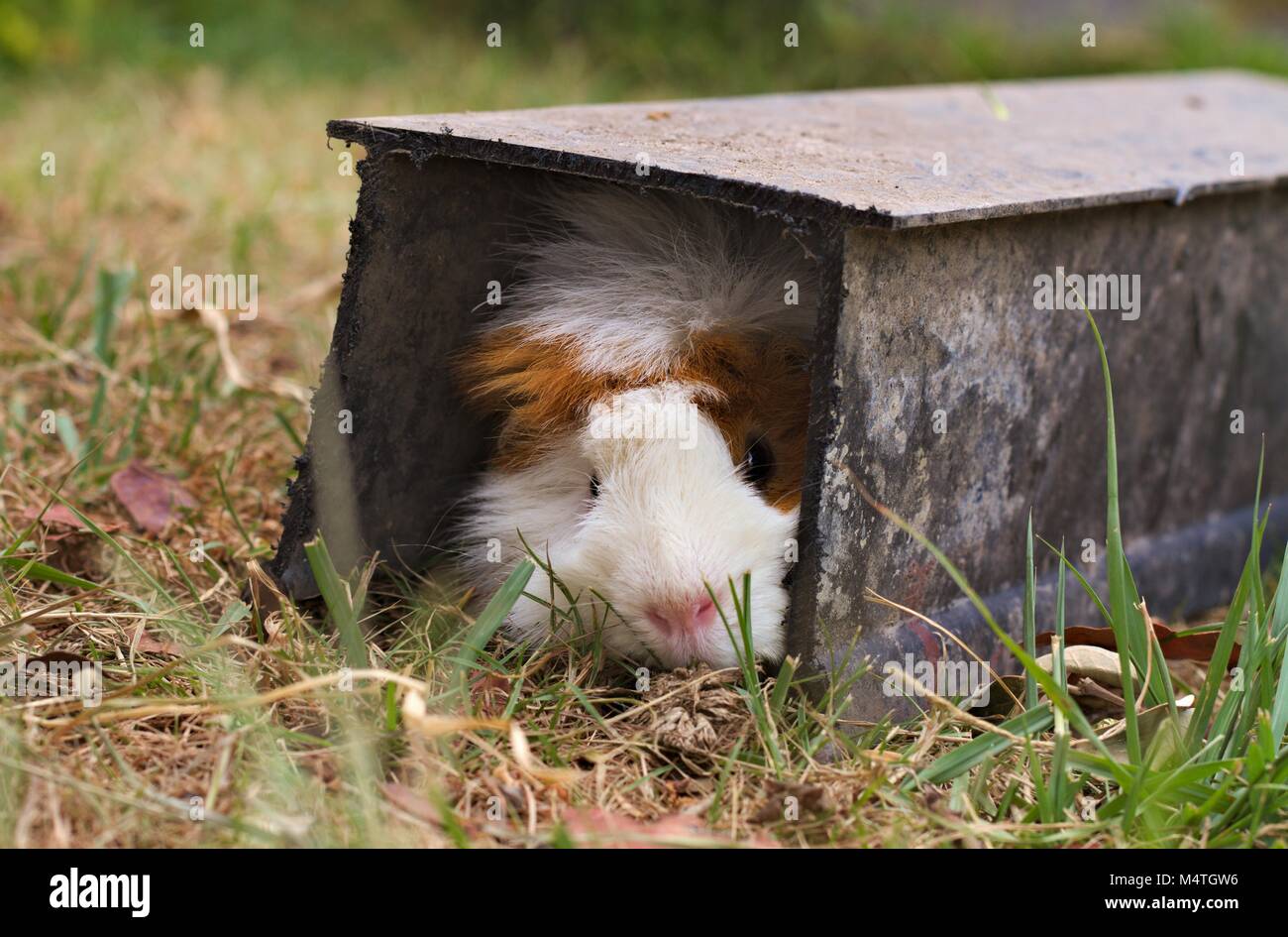 Brown and white Abyssinian guinea pig hiding in a tunnel on a lawn. Stock Photo