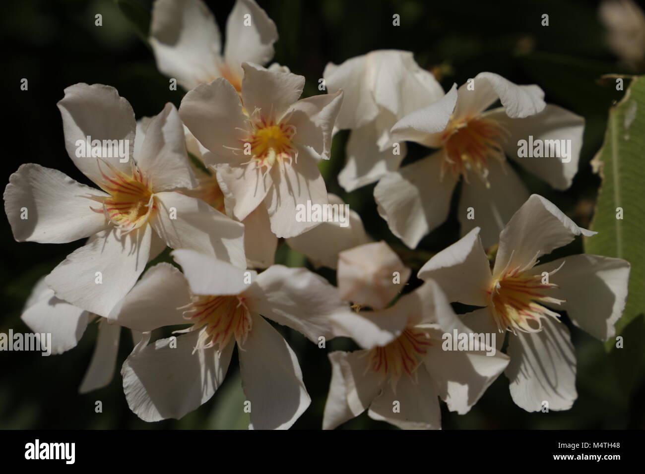 Salmon orange color oleander flowers Stock Photo Alamy