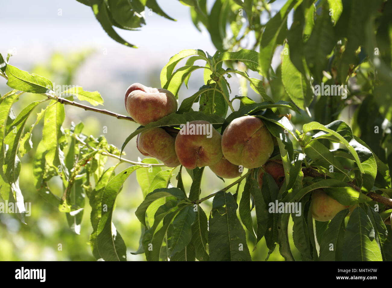 Wild peaches hires stock photography and images Alamy