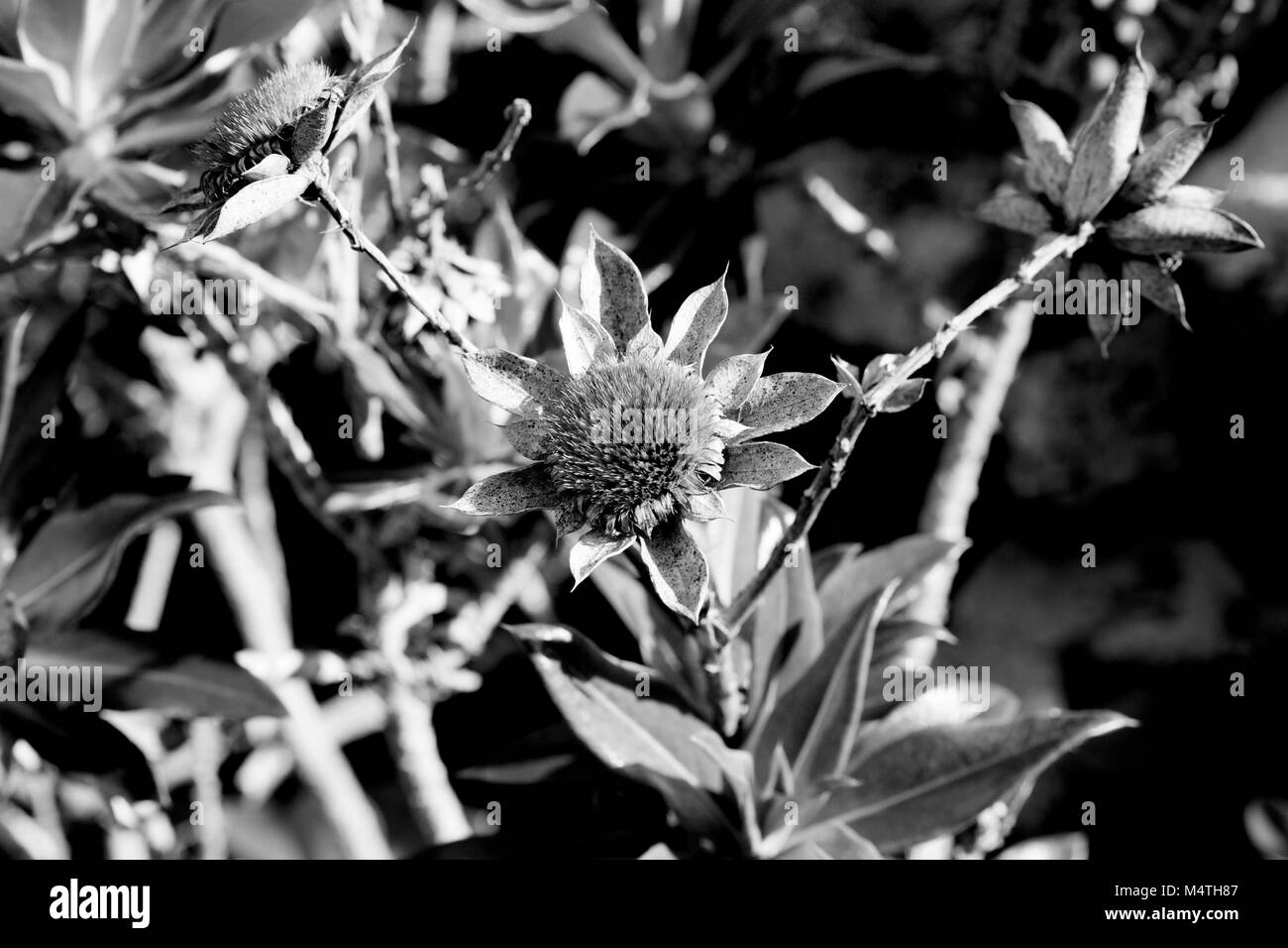 Asteraceae daisies white Black and White Stock Photos & Images - Alamy