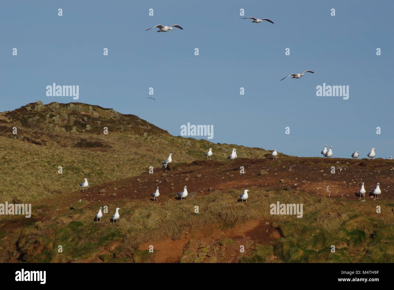 Herring Gull Seabirds (Larus argentatus) at The Arch of Dunbuy, Cruden Bay, North East Scotland, Aberdeenshire, UK. February, 2018. Stock Photo