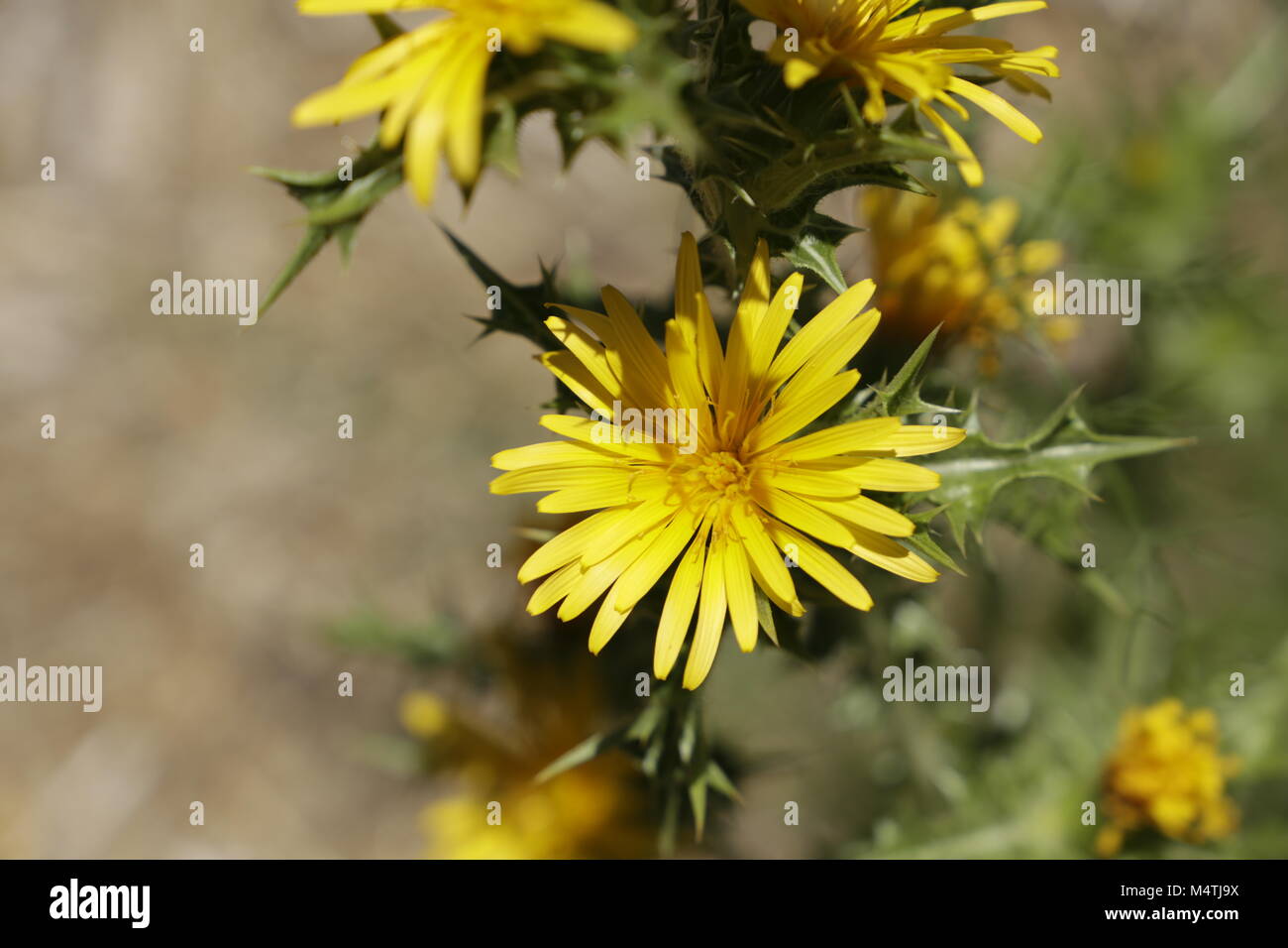 yellow thistle flowers Stock Photo Alamy