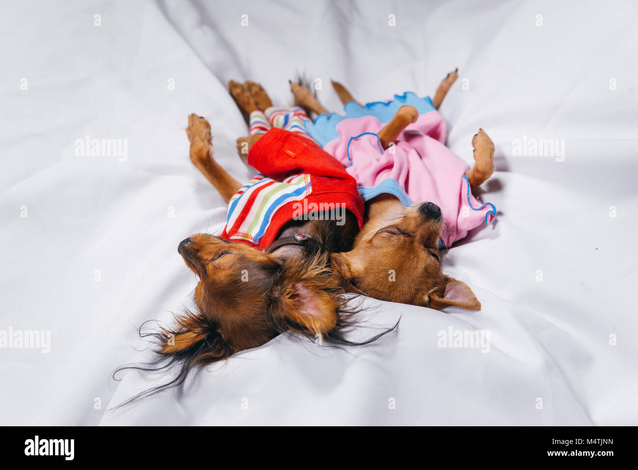 Newborn puppy sleeping. Adult dogs in sliders Stock Photo Alamy