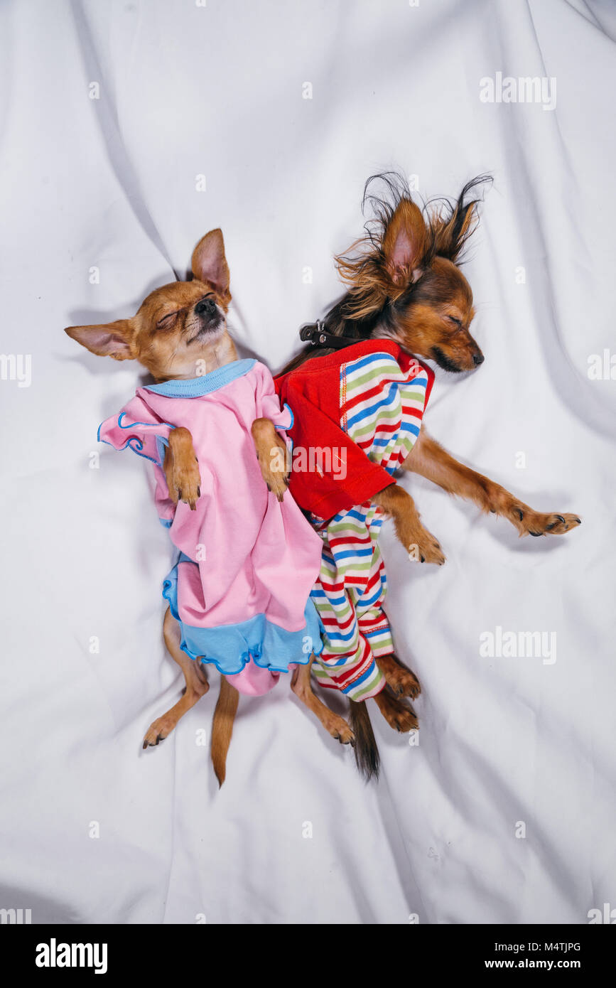 Newborn puppy sleeping. Adult dogs in sliders Stock Photo Alamy