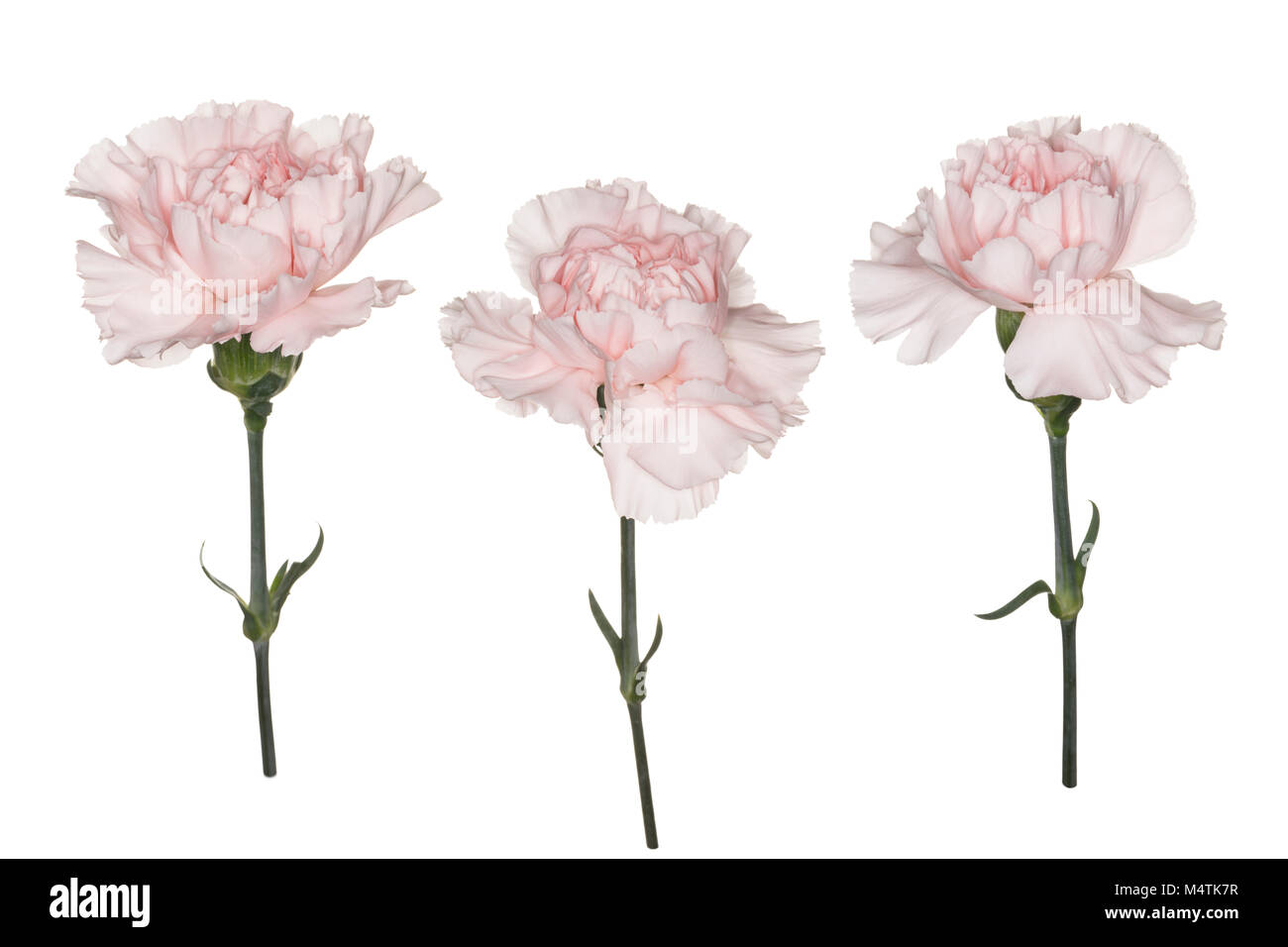 Light carnations hires stock photography and images Alamy