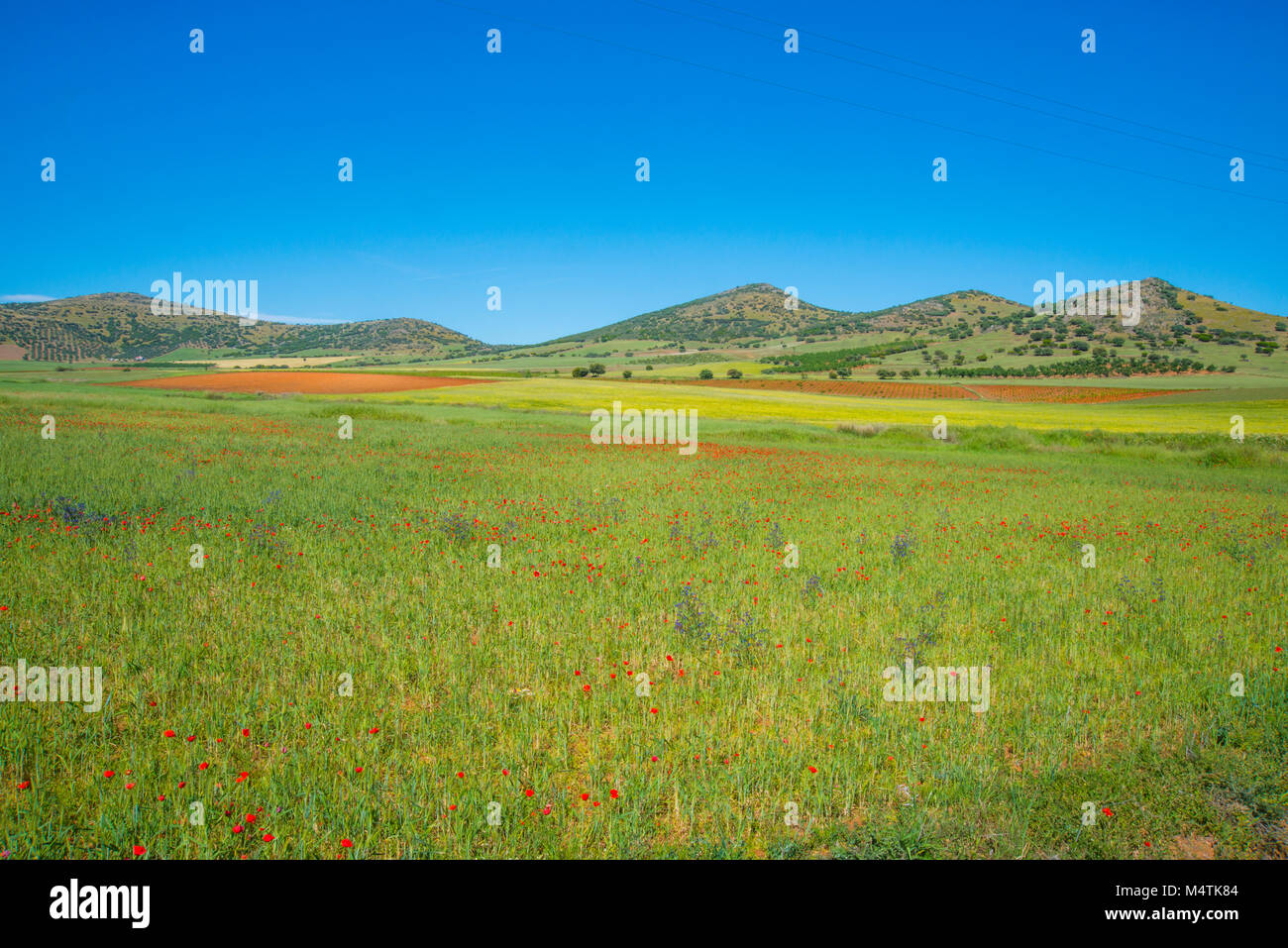 Cereal field. Castilla La Mancha, Spain. Stock Photo