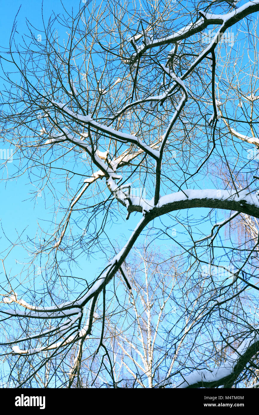 Winter background with branch tree under snow against blue sky Stock ...