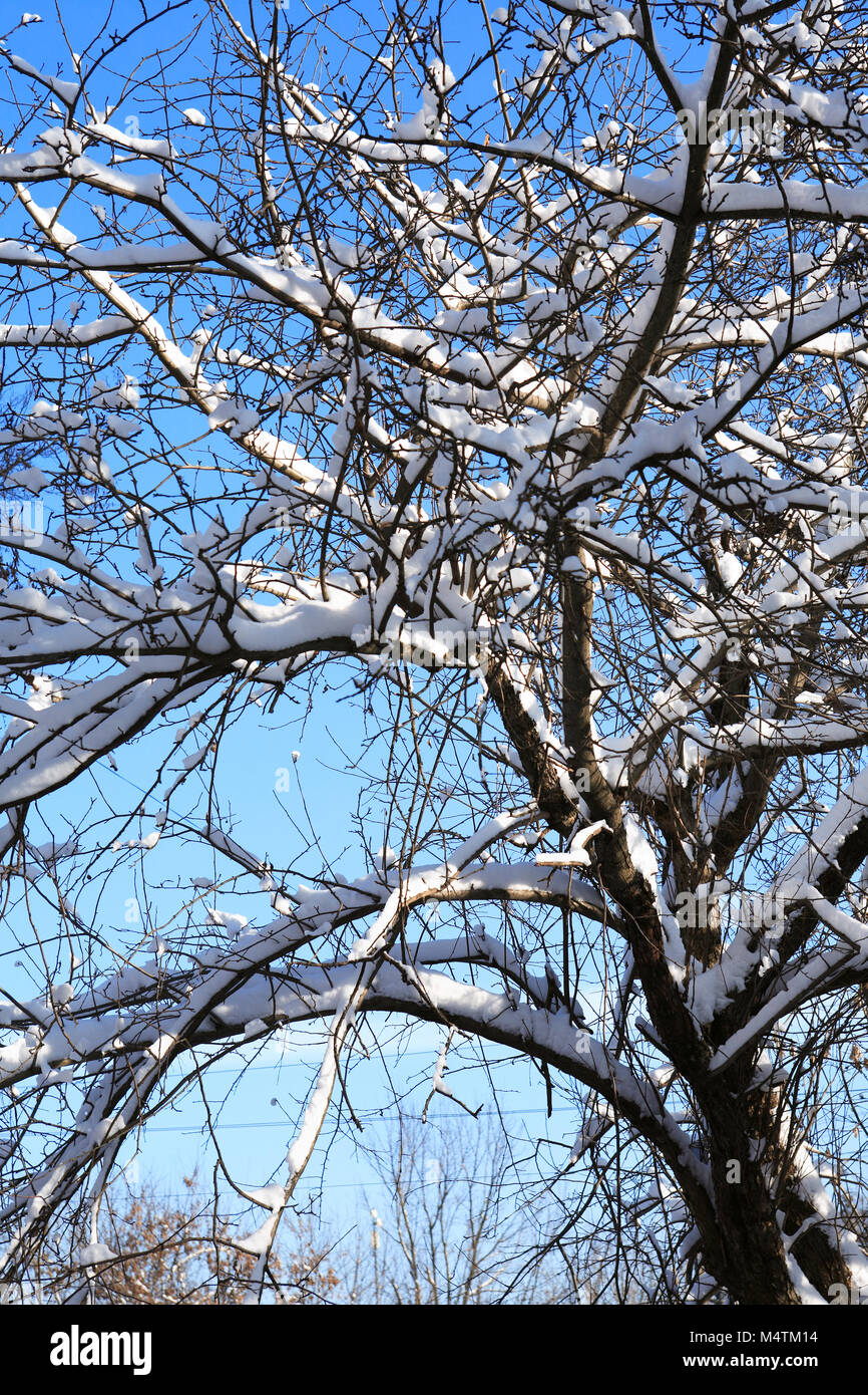 Winter background with branch tree under snow against blue sky Stock ...