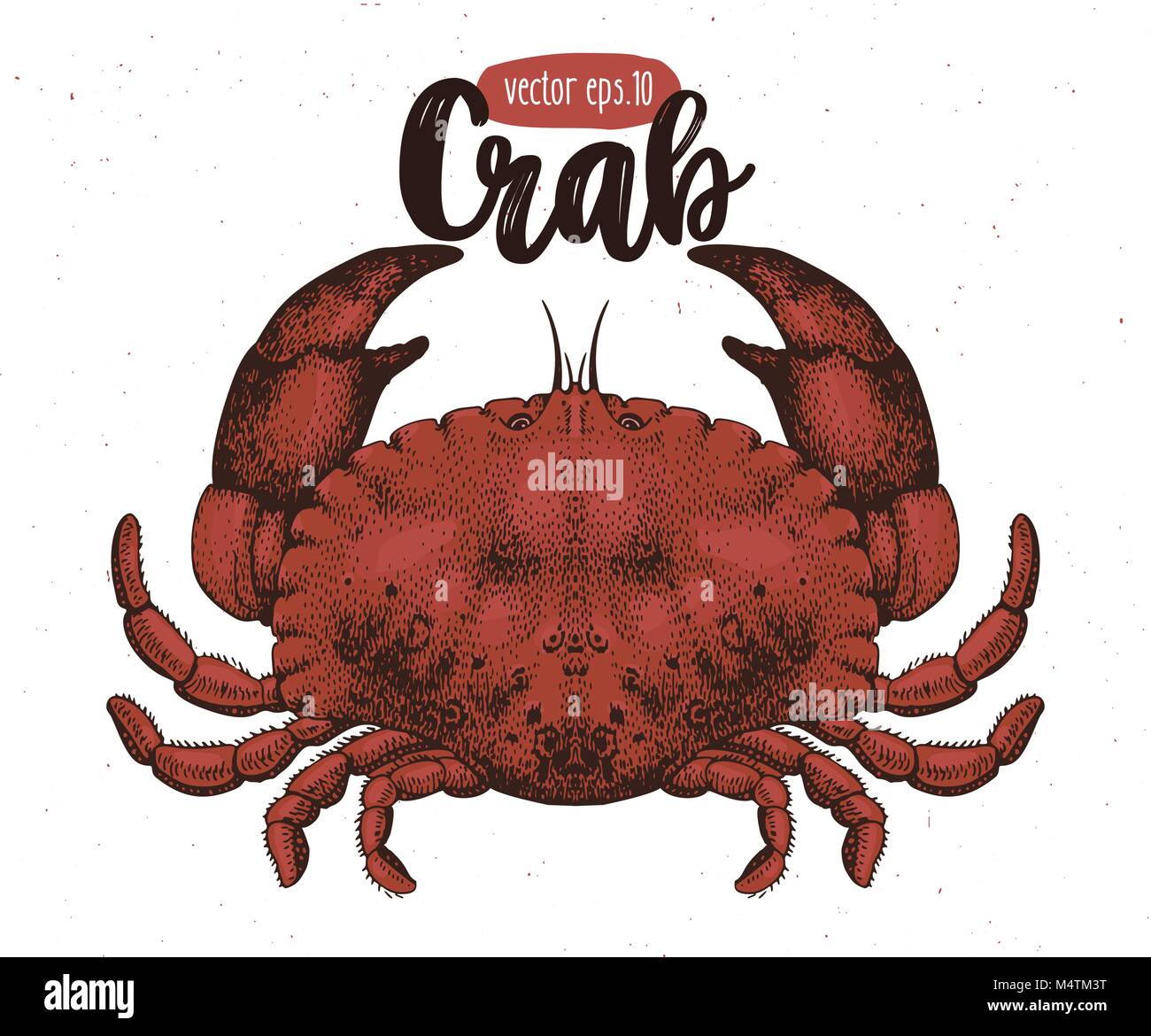 Vector seafood illustration. Crab retro lillustration. Hand drawing sketch omar. Can be use for restaurant menu, kitchen design, paper, wrapping, fabrics. Stock Vector