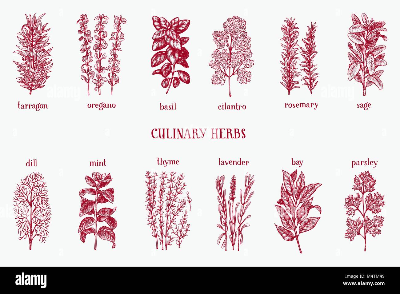 Hand drawn set of culinary herbs and spices. Vector background for design menu, packaging, recipes, label, farm market products. Hand drawn vintage illustration. Botanical set. Stock Vector