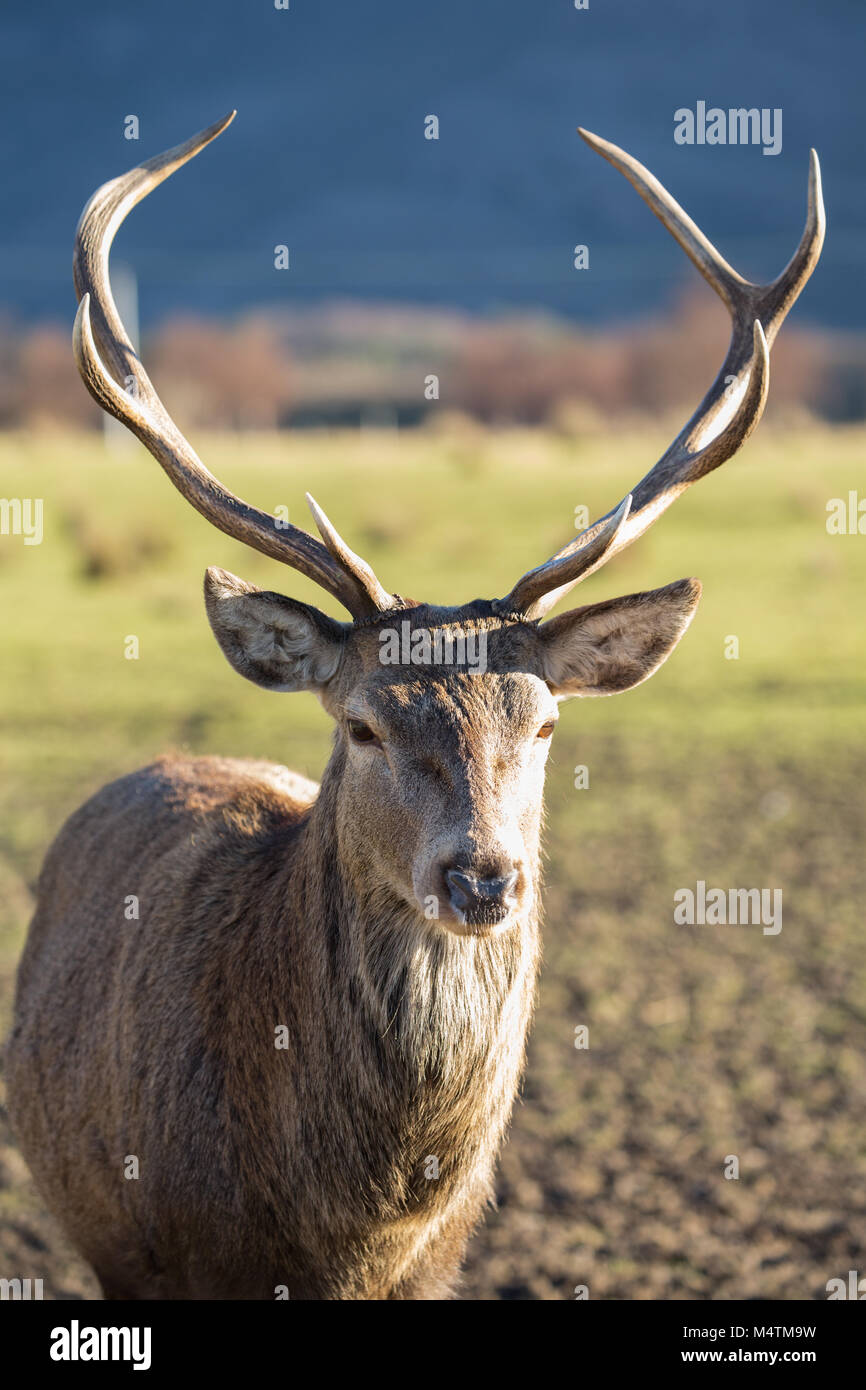 Scotlands magnificent deer with the amazing antlers. They are slightly smaller than their European cousins having migrated in the ice age. Stock Photo