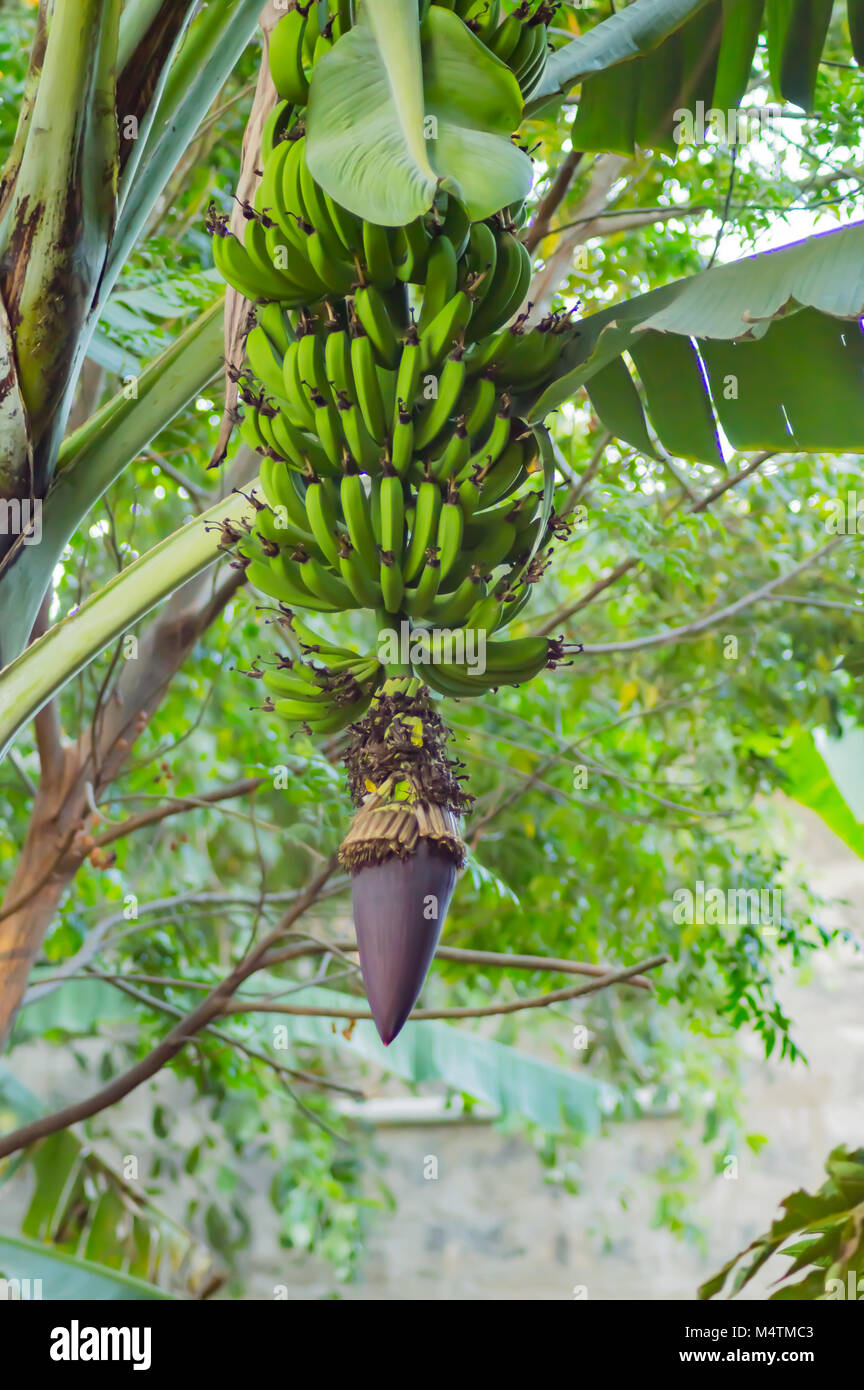 Plantain banana diet with its flower in a tropical garden in Kenya