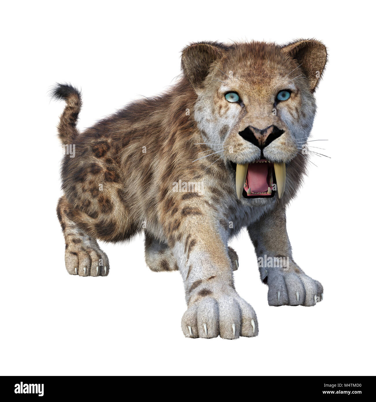 3D rendering of a sabertooth tiger isolated on white background Stock ...