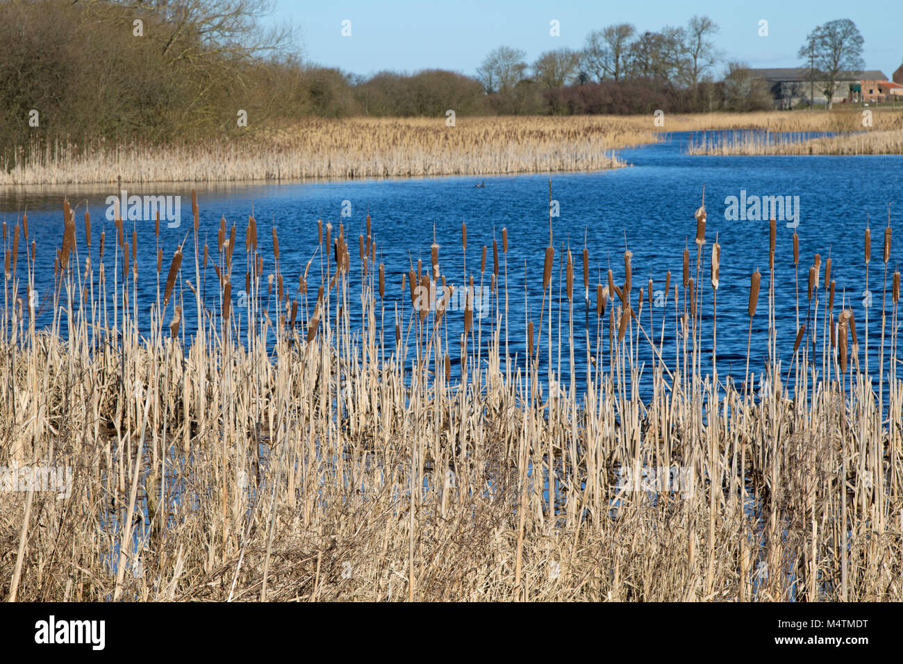 Brown Bulrushes with a lake in the background at Staveley Nature Reserve,Knaresborough,North Yorkshire,England,UK. Stock Photo