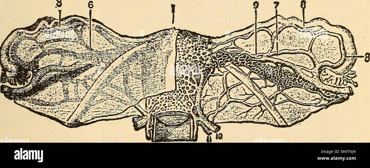 "Feminology; a guide for womankind, giving in detail instructions as to