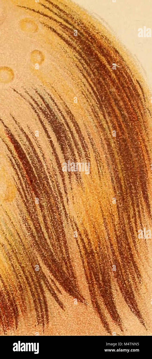 "Feminology; a guide for womankind, giving in detail instructions as to