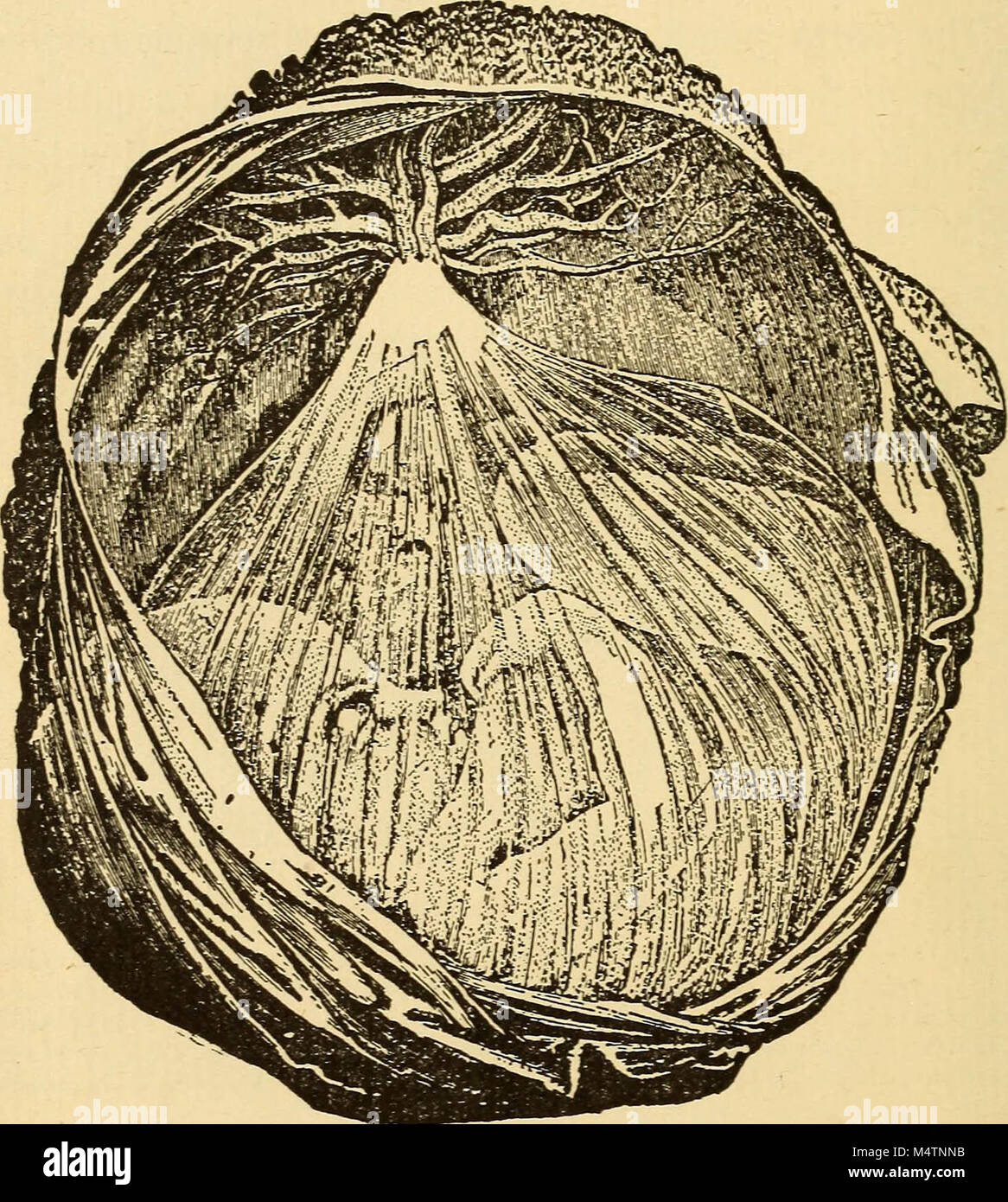 "Feminology; a guide for womankind, giving in detail instructions as to