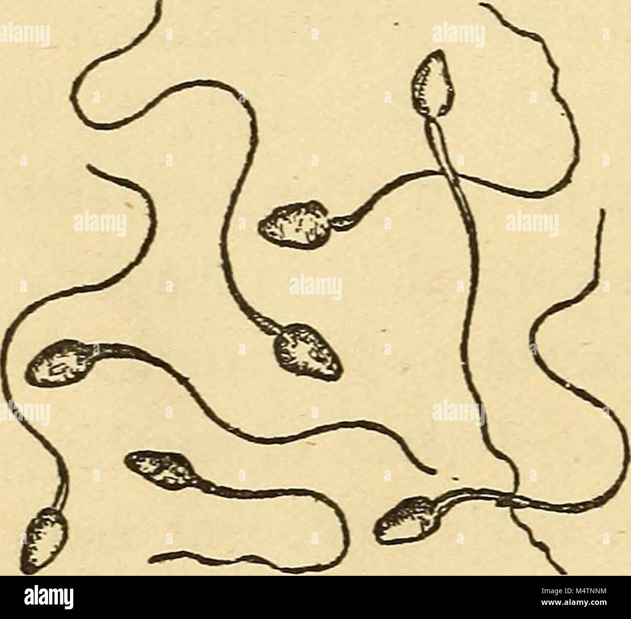 "Feminology; a guide for womankind, giving in detail instructions as to